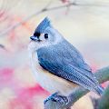 Tufted Titmouse (mat 11X14 print 8X12) Framed and another just matted JAH-14-130